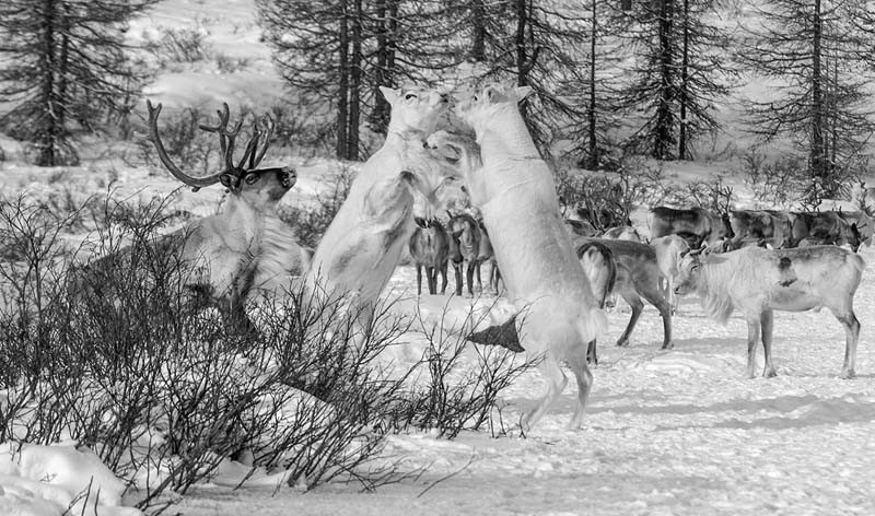 reindeer fighting photos 